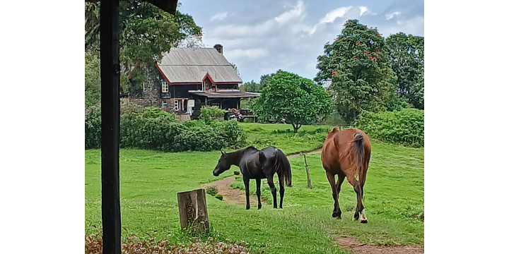 Horses